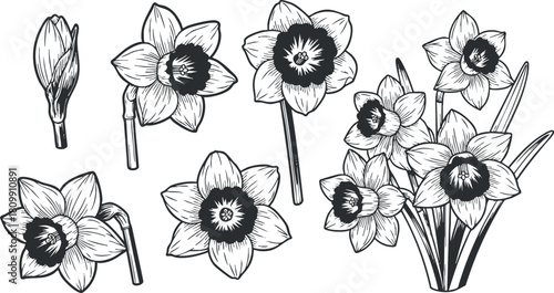 Hand-drawn vector illustration of daffodils featuring multiple floral designs, perfect for botanical art and nature-themed projects