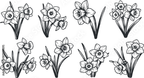 Elegant hand-drawn black and white vector illustration set of daffodils for floral design and decorative projects