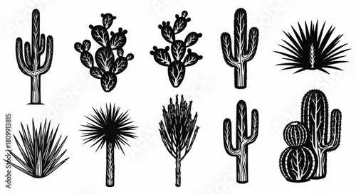 Collection of various desert plants and cacti in a hand-drawn, black and white style.