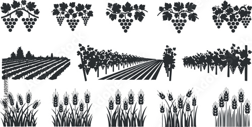 Silhouette vector illustration of vineyards, grape clusters, and wheat fields for agricultural and nature-themed design projects