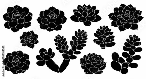 Black succulent plants silhouette collection isolated on white background.