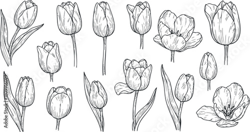 Hand-drawn vector illustration of various tulip flowers in a detailed line art style, suitable for floral design projects