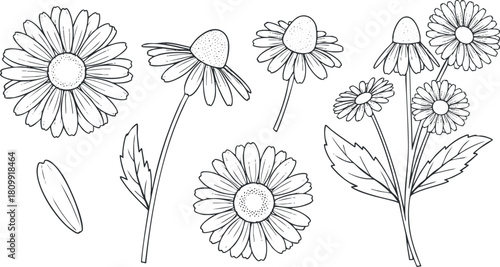 Hand-drawn vector illustration featuring a collection of various flowers, including daisies, suitable for floral design projects