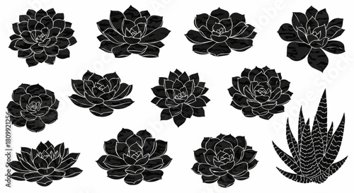 Black and White Succulent Collection - A Botanical Vector Set.