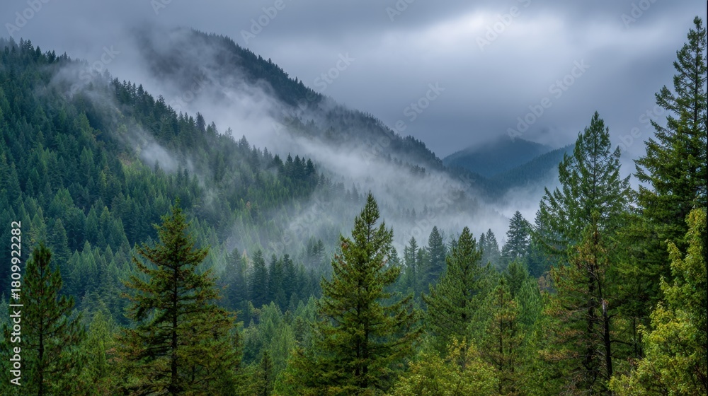 Naklejka premium Clouds hover low over green hills creating a mystical scene. Tall evergreen trees blanket the mountains while fog adds a touch of mystery. Early morning light enhances the beauty of nature.