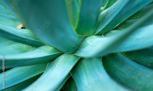 close up of succulent plant