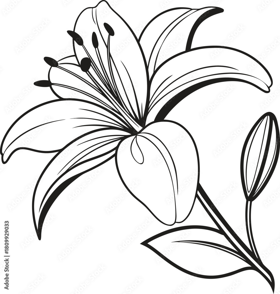 Fototapeta premium Elegant black and white line drawing of a blooming lily flower