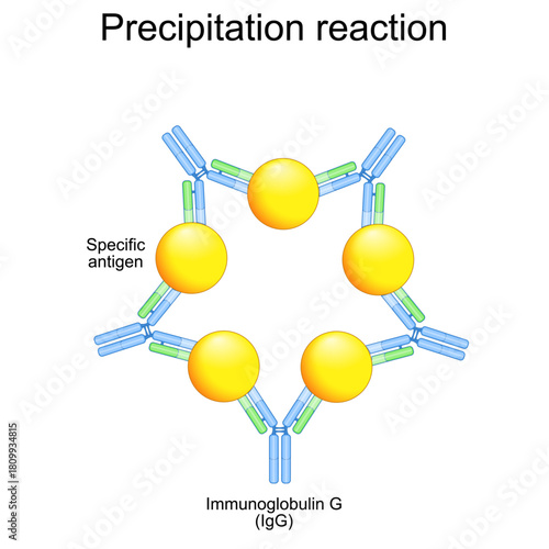 Precipitation reaction. Close-up of Immunoglobulin G, antibody IgG and Specific antigen