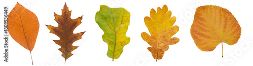 Set of autumn leaves isolated on white background. High resolution.