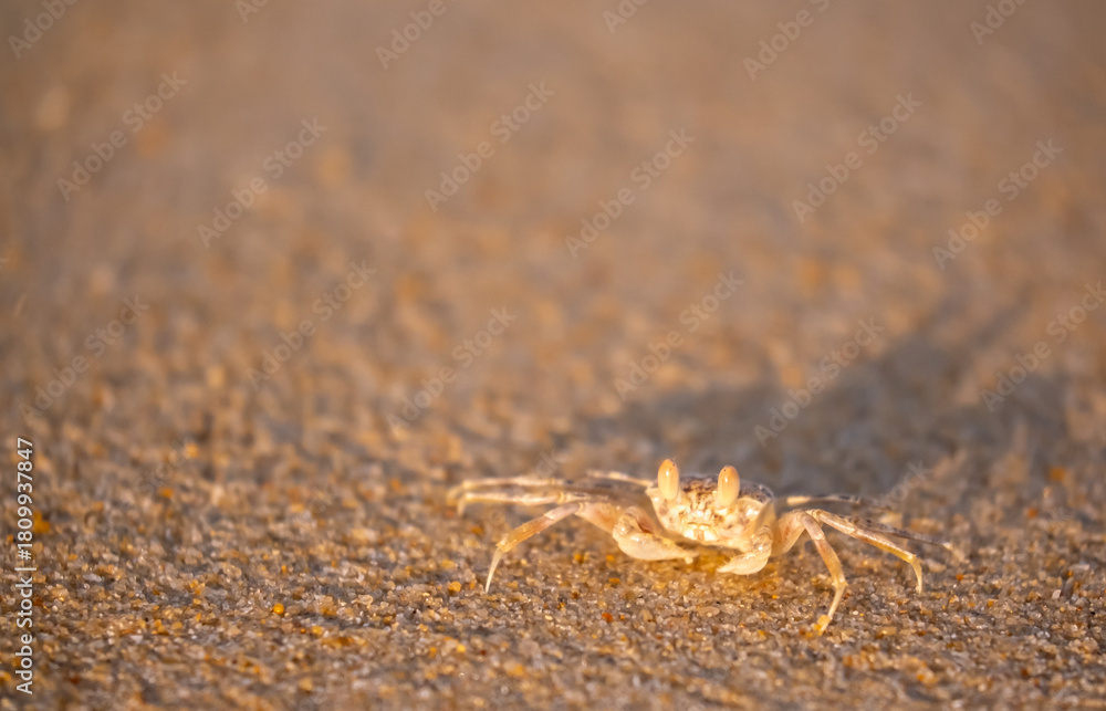 Obraz premium A crab on the beach is running on the white sand. Exotic animals in the resorts of tropical islands. The concept of a beach holiday in the tropics.