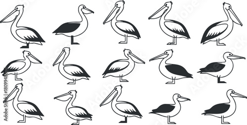 Outline vector illustration set of pelicans showcasing various poses and styles for nature-themed design projects