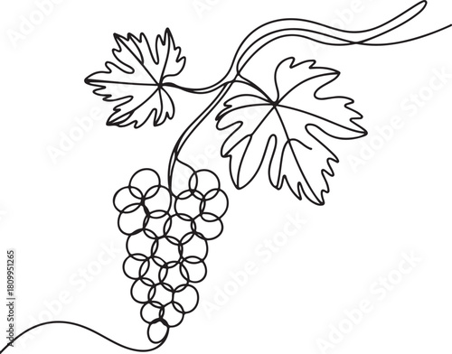 Continuous Line Art Illustration of Detailed Grapevine Branch with Organic Curves Minimal Style