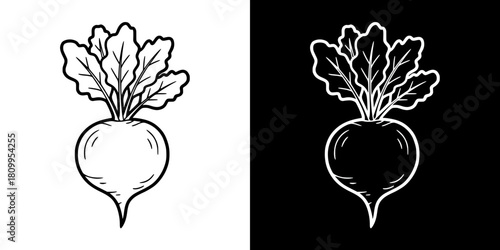 illustration of a beet with leaves on top, isolated vector image, two versions on transparent and black backgrounds, pencil drawing, chalk drawing
  
