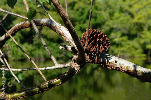 A wind blown pine cone stuck in the crook of a twisted branch tree