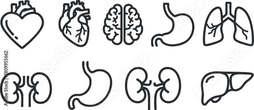 Outline vector icons representing various human organs such as heart, lungs, brain, and kidneys for medical and educational purposes