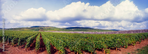Panoramic view of a vineyard in Burgundy, France