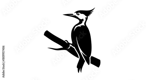 Black crow flying wing vector illustration silhouette drawing of a wild bird in nature