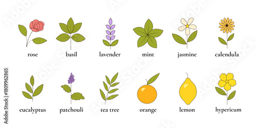 Flat Style Vector Set of Botanical Elements With Text: Lavender, Mint, Tea Tree, Eucalyptus, Rose, Orange, Lemon, Patchouli, Jasmine, Basil, Calendula, and St. John’s Wort (Hypericum).