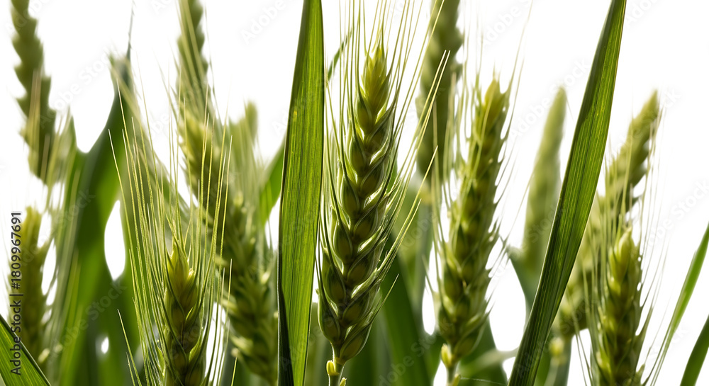 Fototapeta premium green wheat stalks, with detailed texture and blades, cutout, PNG isolated on transparent background