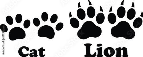 Illustrated comparison of domestic cat and wild lion paw prints