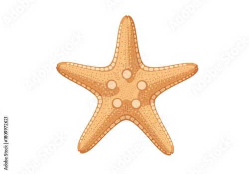 Starfish illustration on white background showing five arms and texture details.