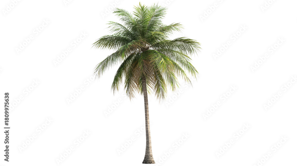Obraz premium Tall Coconut Palm Tree isolated on a transparent background