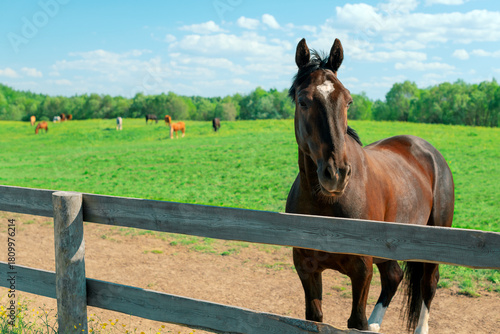 Bay trotter standing in a field near a wooden fence. Herd of other horses grazing in the background