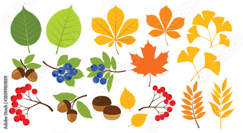 Large set of various colorful autumn leaves and berries including maple chestnut and rowan isolated on a white background.