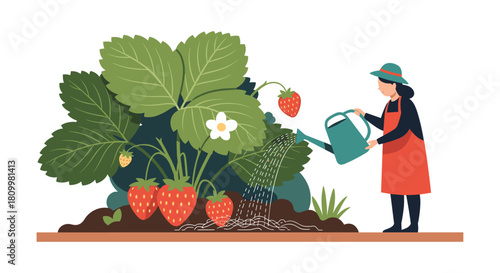 Woman wearing an apron and a hat uses a watering can to water a large and flourishing strawberry plant in her garden.