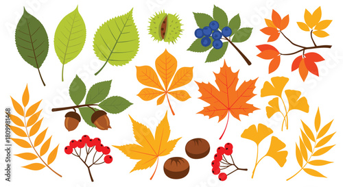 Large collection of various colorful autumn leaves berries and nuts including maple oak chestnut and rowan illustrations.