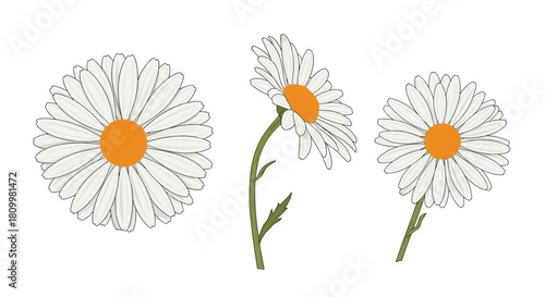 Set of three detailed daisy flower illustrations showing the bloom from different angles on a clean white background.