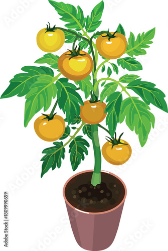 Tomato plant with yellow fruits and green leaves isolated on white background	