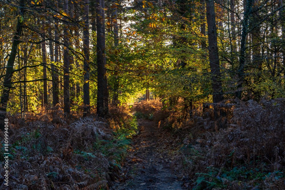 Obraz premium Autumn woodland trail with golden light.