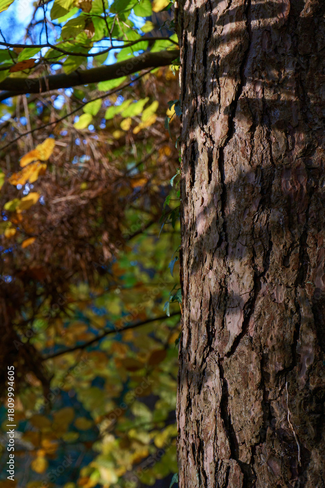 Fototapeta premium Textured tree trunk in autumn scenery. 