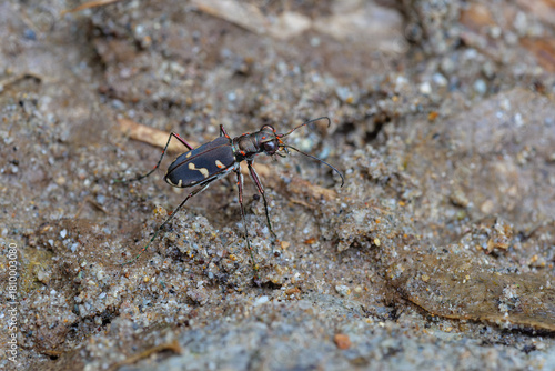 Tropischer Sandlaufkäfer 