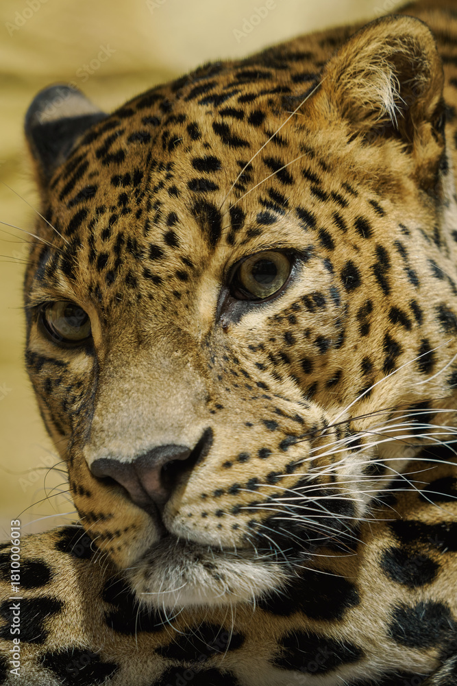 Obraz premium Adult leopard predator kept in captivity indoors. 