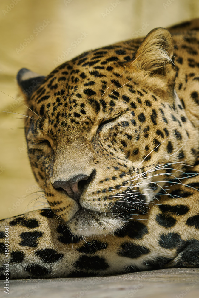 Fototapeta premium Dozing adult male leopard in the interior. 