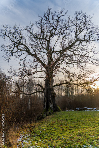 Majestic Ancient Oak Tree with Bare Winter Branches at Sunset