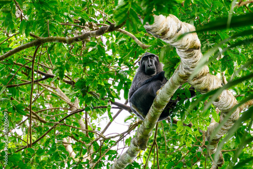 Gorontalo-Makak (macaca nigrescens) schaut von einem Ast herab
