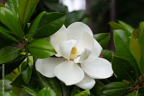 Magnolia grandiflora (Southern magnolia) flowers close-up. The fragrant flowers bloom in summer, and the contrast between the white flowers and the deep green leaves is very beautiful.