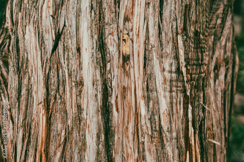 Obraz premium Juniperus thurifera, Is a species of juniper native to the mountains of the western Mediterranean region, from southern France across eastern and central Spain to Morocco and locally in northern Alger