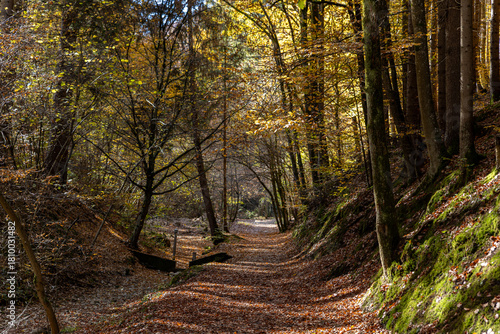 Autumn forest landscapes in Europe and a picturesque forest path