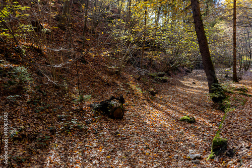 Autumn forest landscapes in Europe and a picturesque forest path