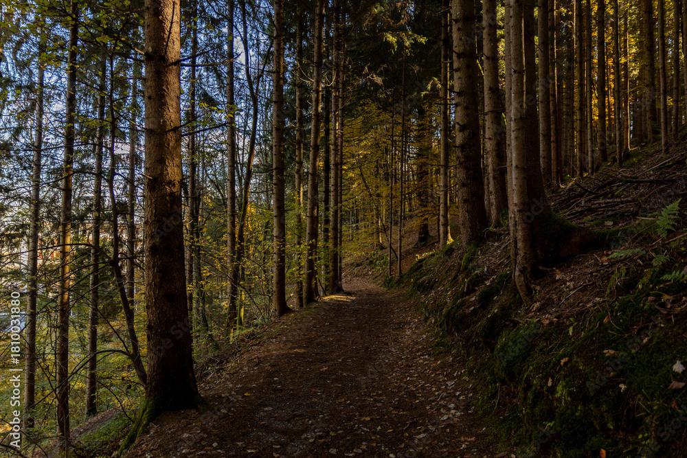 Obraz premium Autumn forest landscapes in Europe and a picturesque forest path