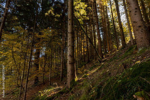 Autumn forest landscapes in Europe and a picturesque forest path