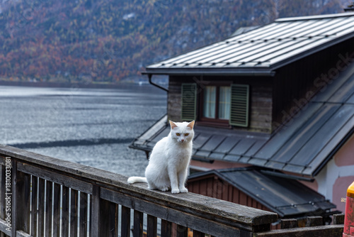 A white cat sitting on a railing in Hallstatt with a lake and the Alps in the background.