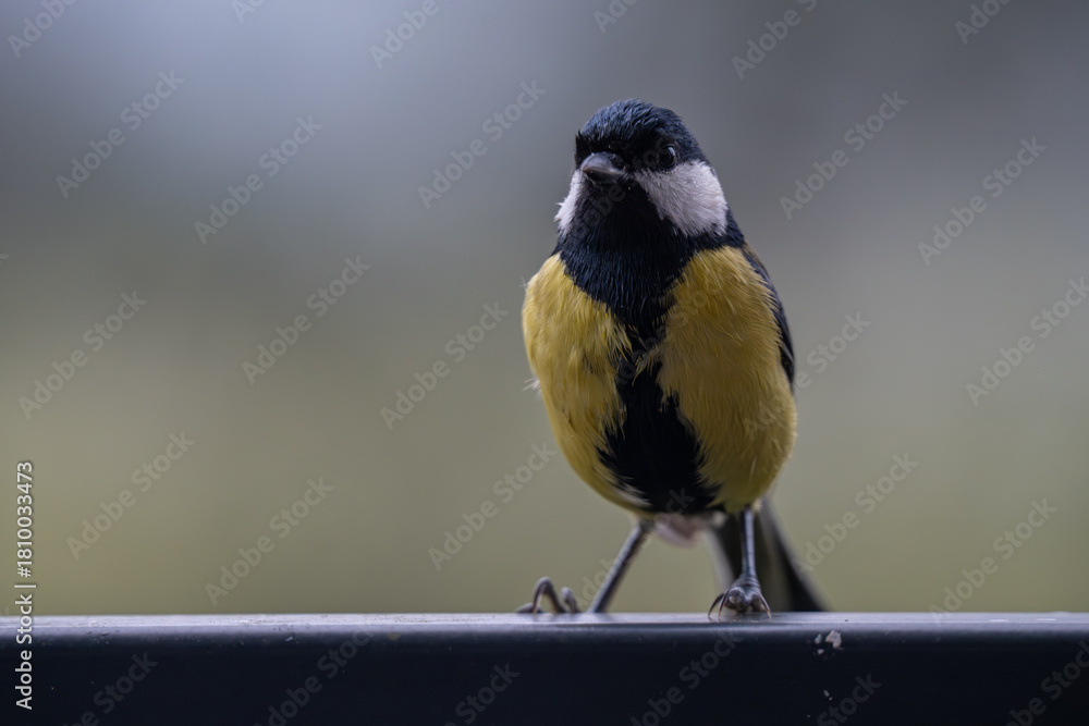 Obraz premium Alert Great Tit Parus major Perched on a Dark Metal Railing with Soft Bokeh Background