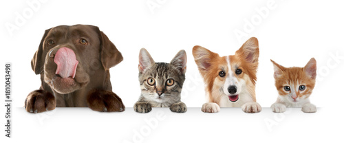 Canvas Print Cats and dogs peeking out on white background