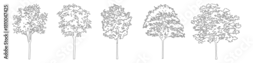 Tapety Minimal CAD tree drawings for architectural and landscape plans