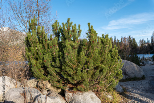 Dense dwarf pine shrub with cones growing among granite rocks at Štrbské Pleso in the High Tatras, Slovakia, under clear blue autumn sky.